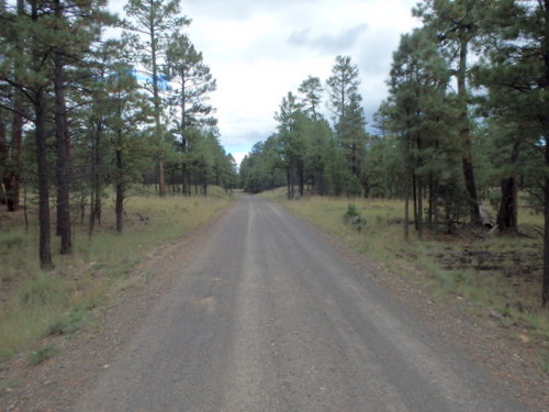 GDMBR: Riding west through the forest.